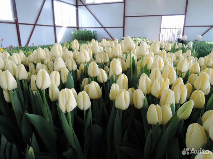 Тюльпаны к 8 марта оптом