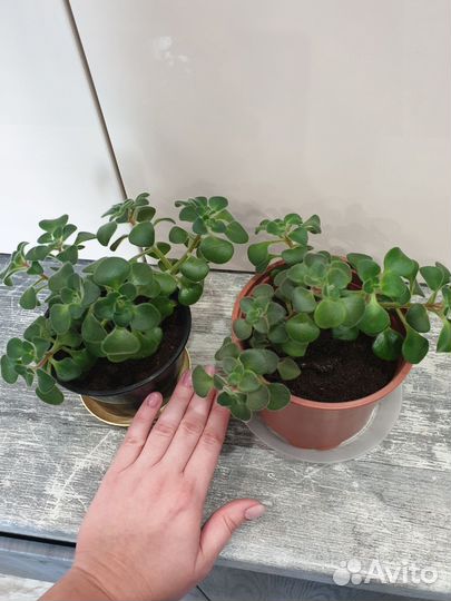 Аихризон дерево любви