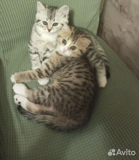 Шотландские прямоухие котята