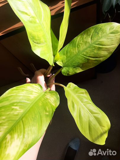 Филодендрон