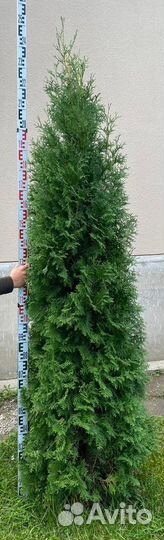 Туя западная Колумна 2,5 метра