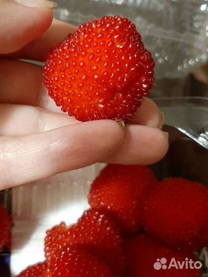 Саженцы тибетской розолистной малины