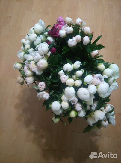 Пионы рассада, саженцы