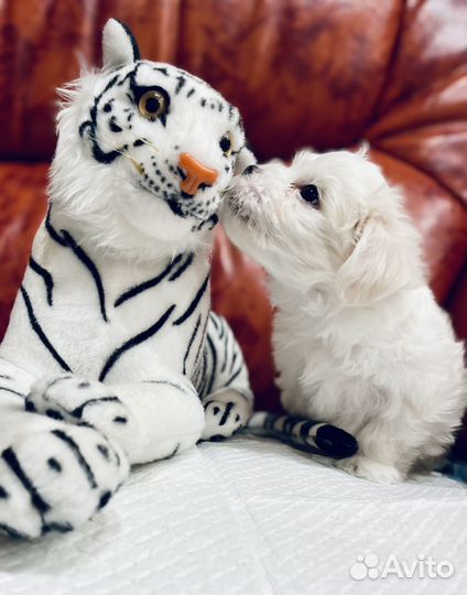 Мальтезе мини