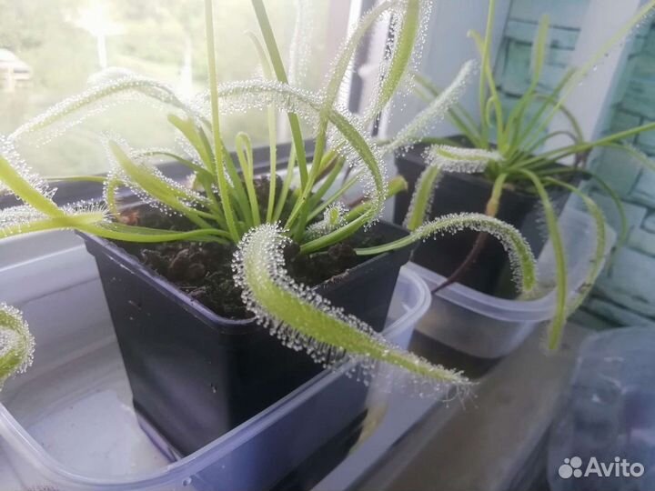 Хищные растения. Росянка капская