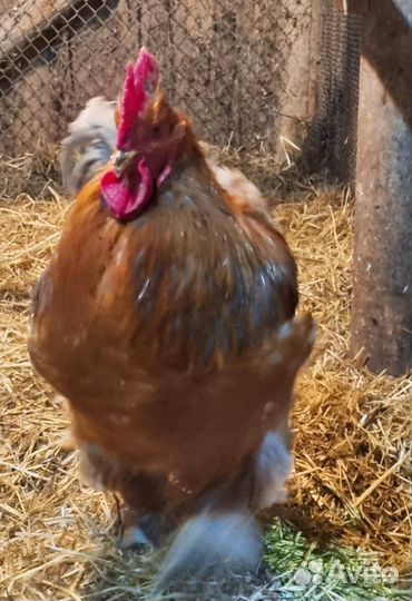 Петух Кохинхин