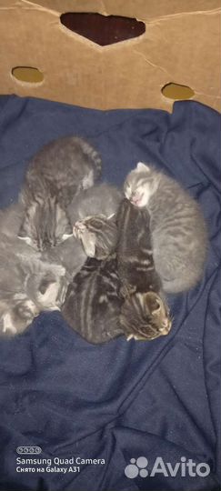 Котята в добрые руки бесплатно