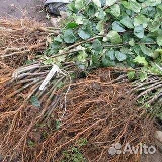 Малина саженцы