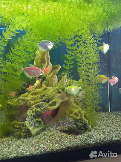 Роголистник