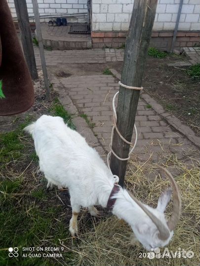 Дойные козы