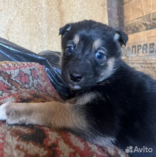 Щенок в добрые руки бесплатно