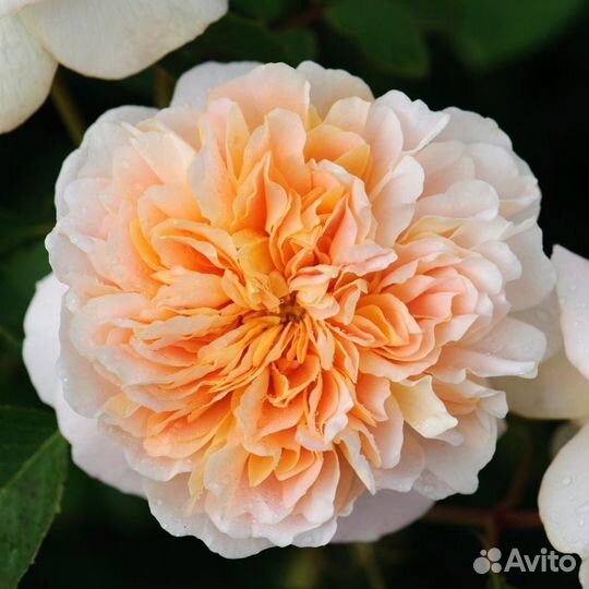 Роза Ти клипер