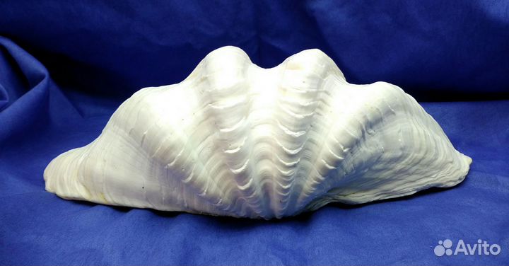 Морская ракушка раковина 34,8*20,3*10 половина