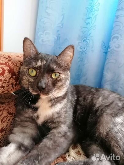 Передержка кошек, котов