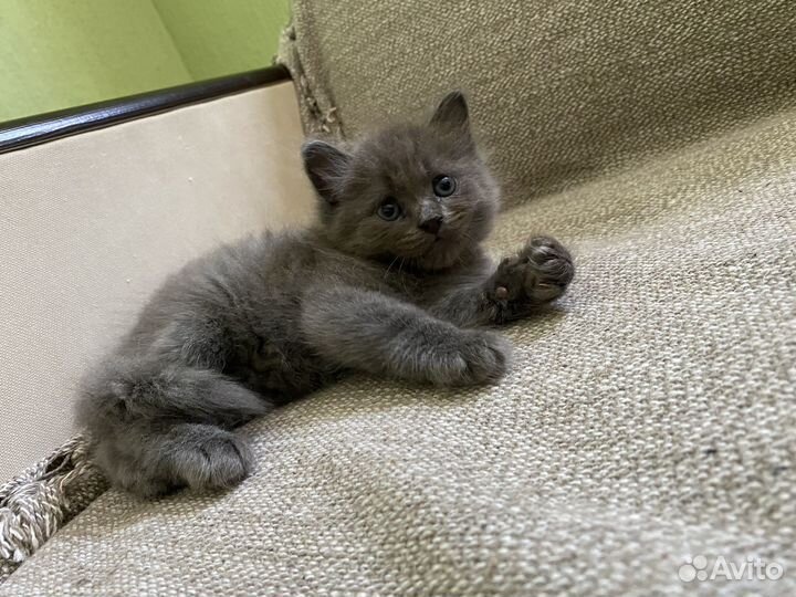Кошка невская маскарадная