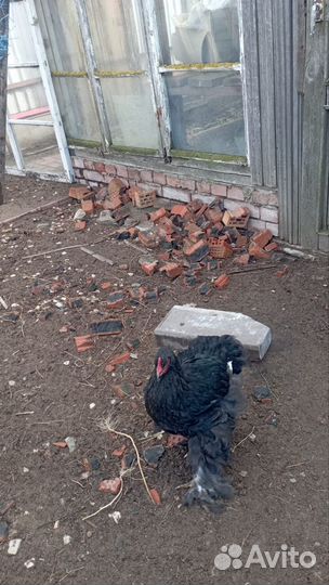 Куры и цыплята кохинхин