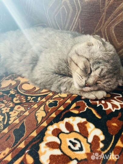 Котику нужен дом