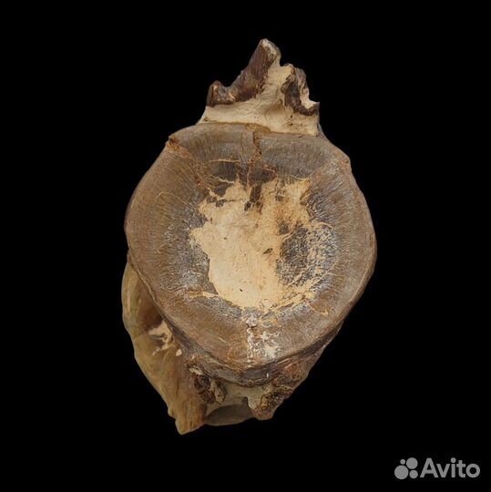 Позвонок королевской макрели / Окаменелости