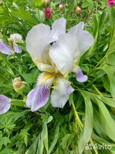 Ирисы сортовые (2 вида)