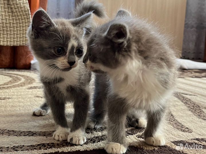 Котята в добрые руки