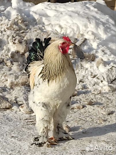 Петухи на племя или мясо