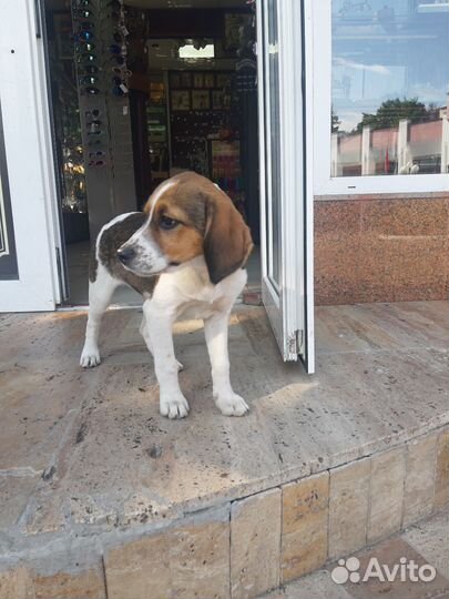 Бигль помесь