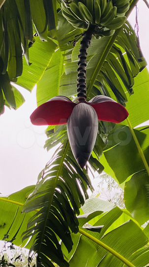 Дом 260 м² на участке 50000 м² (Парагвай)