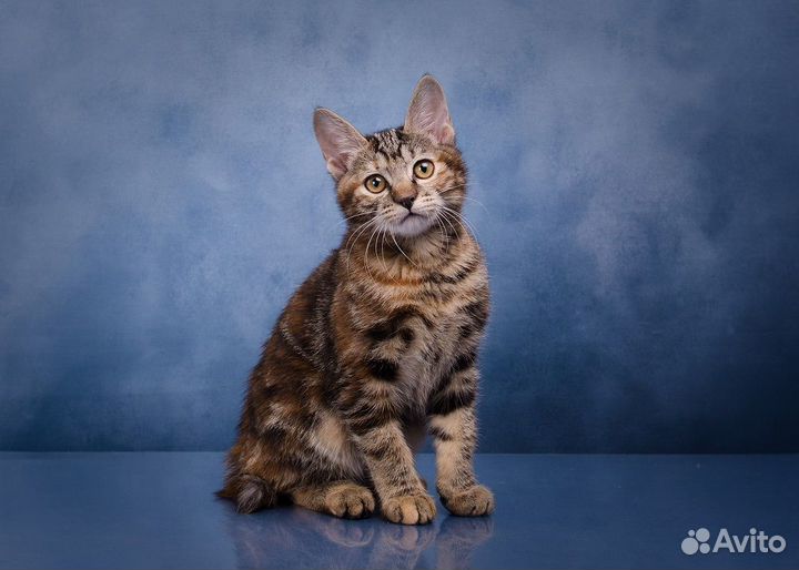 Шикарные курилы