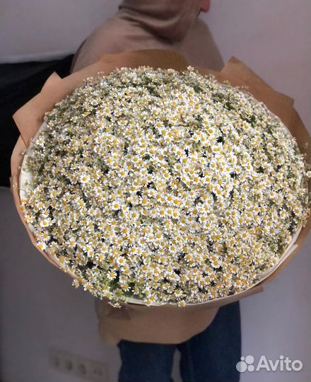 Свежие Ромашки. Доставка/Самовывоз