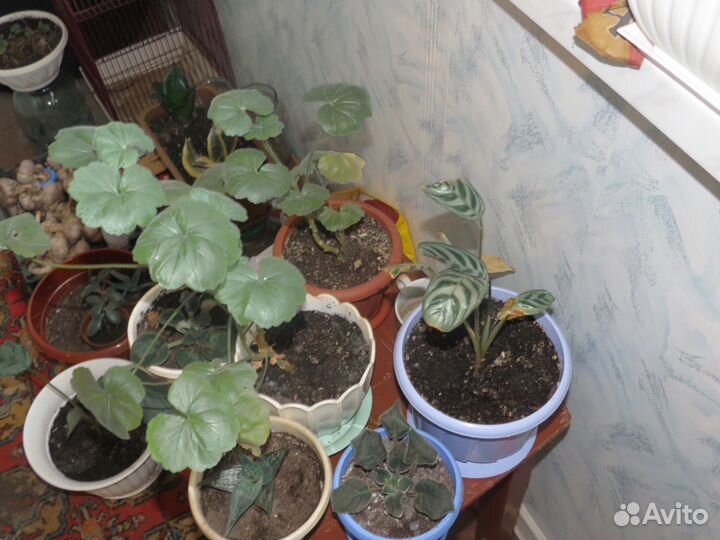 Комнатные цветы
