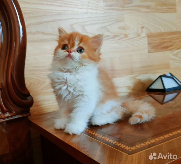 Шотландские рыжики