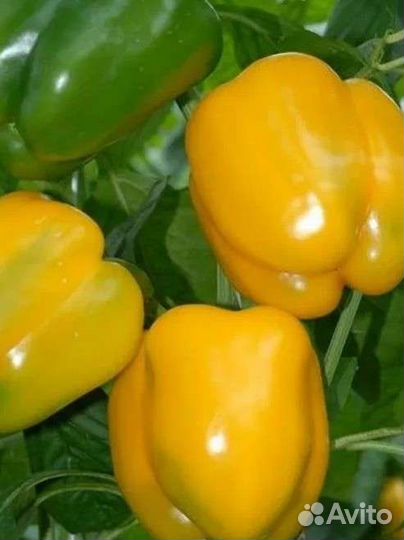 Семена, сеянцы перца Калифорнийское Чудо