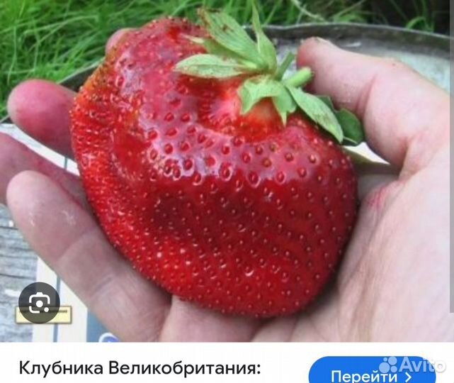 Рассада клубники