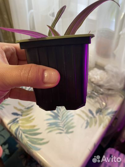 Традесканция ситара рео