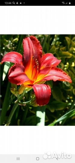 Многолетники