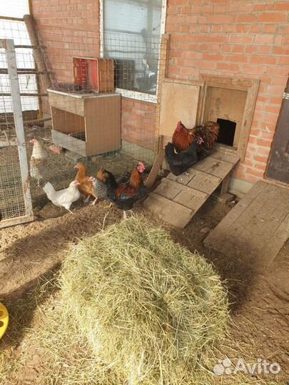 Инкубационное яйцо