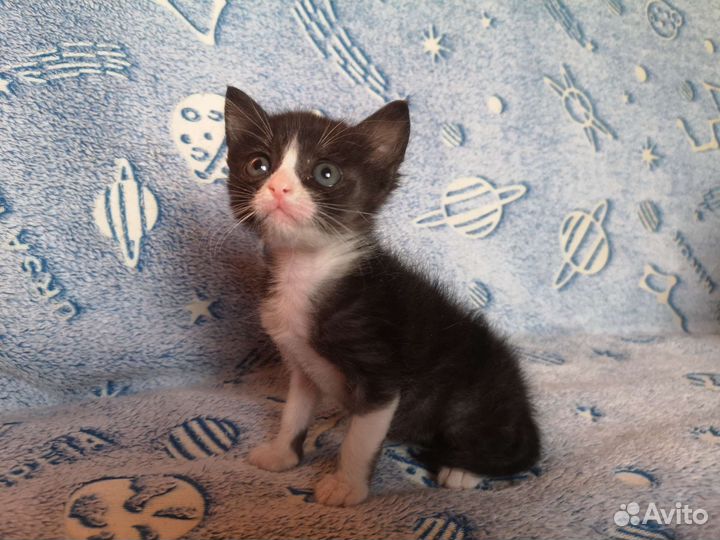 Котёнок, 1,5 месяца