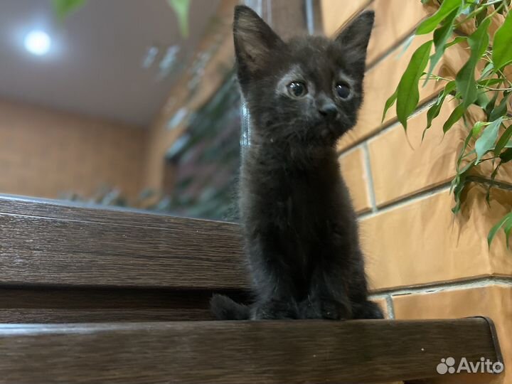 Котят отдам в добрые руки