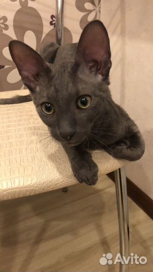 Корниш-рекс