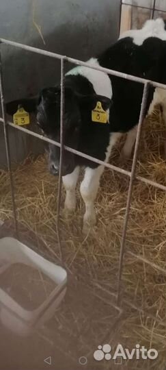 Бычки на выращивание