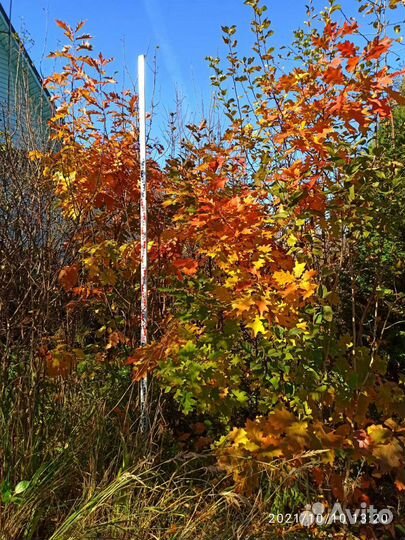 Дуб красный 3 метра