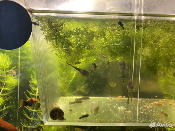 Сомики анциструсы