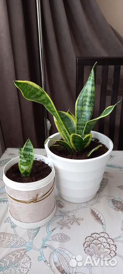 Сансевиерия низкорослая Ханни 2 вида Н -25-30см