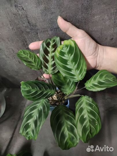 Маранта черная