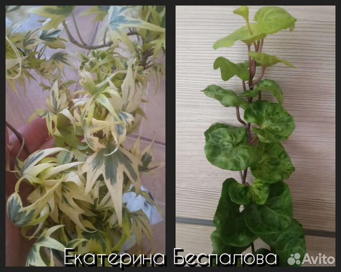 Hedera сортовые часть3. Surprise