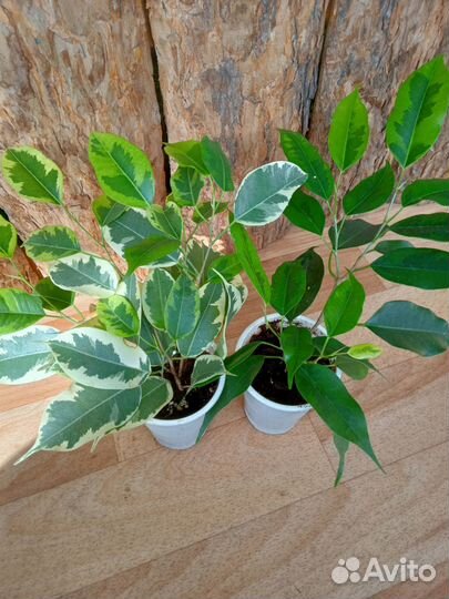 Фикус Бенджамина, Ирезине Хербста