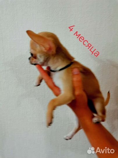 Чихуахуа