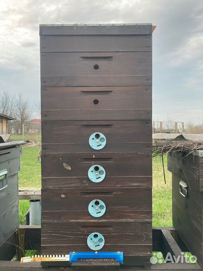 Пчелы пасека