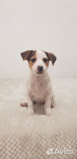 Щенки джек рассел терьер