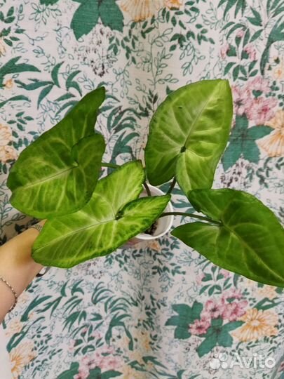 Сингониум, эппипремнум, бегония